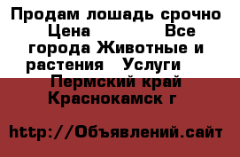 Продам лошадь срочно › Цена ­ 30 000 - Все города Животные и растения » Услуги   . Пермский край,Краснокамск г.